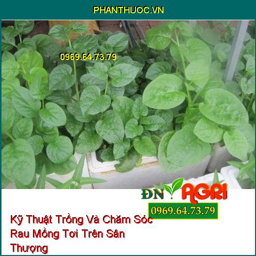 Kỹ Thuật Trồng Và Chăm Sóc Rau Mồng Tơi Trên Sân Thượng 