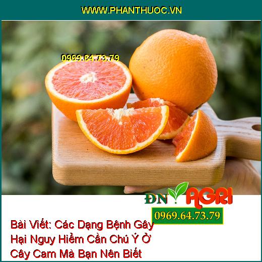 Các Dạng Bệnh Gây Hại Nguy Hiểm Cần Chú Ý Ở Cây Cam Mà Bạn Nên Biết