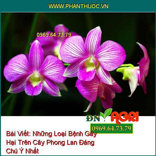 Những Loại Bệnh Gây Hại Trên Cây Phong Lan Đáng Chú Ý Nhất