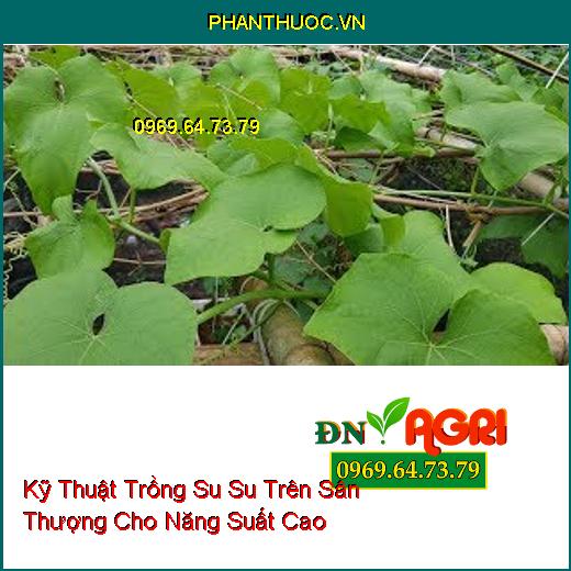 Kỹ Thuật Trồng Su Su Trên Sân Thượng Cho Năng Suất Cao