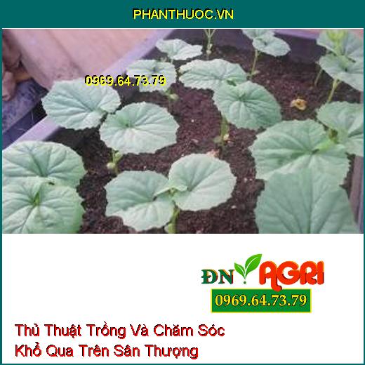 Thủ Thuật Trồng Và Chăm Sóc Khổ Qua Trên Sân Thượng 