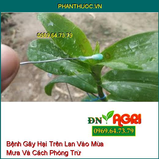 Bệnh Gây Hại Trên Lan Vào Mùa Mưa Và Cách Phòng Trừ