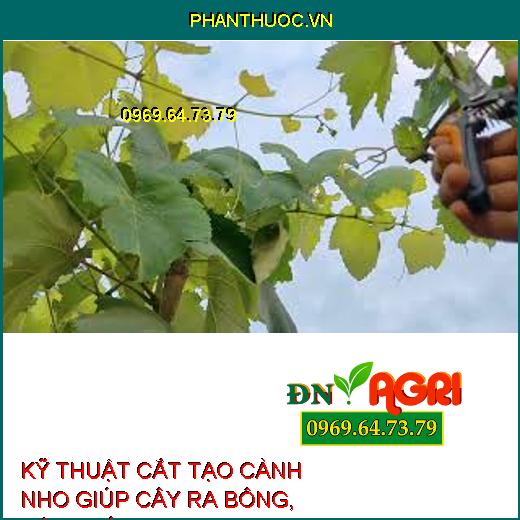 KỸ THUẬT CẮT TẠO CÀNH NHO GIÚP CÂY RA BÔNG, ĐẬU TRÁI