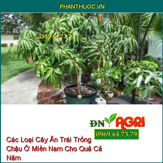 Các Loại Cây Ăn Trái Trồng Chậu Ở Miền Nam Cho Quả Cả Năm