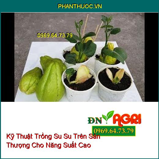 Kỹ Thuật Trồng Su Su Trên Sân Thượng Cho Năng Suất Cao