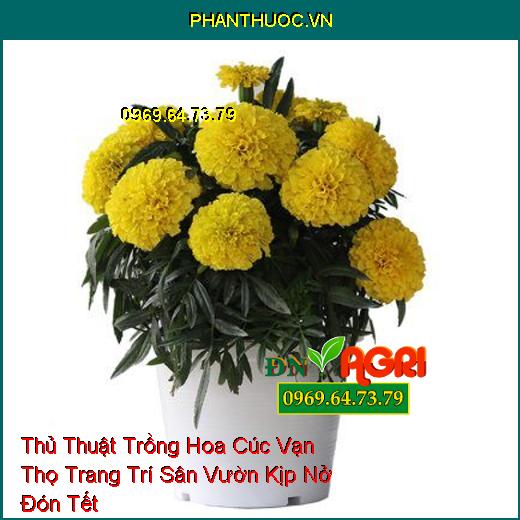 Thủ Thuật Trồng Hoa Cúc Vạn Thọ Trang Trí Sân Vườn Kịp Nở Đón Tết