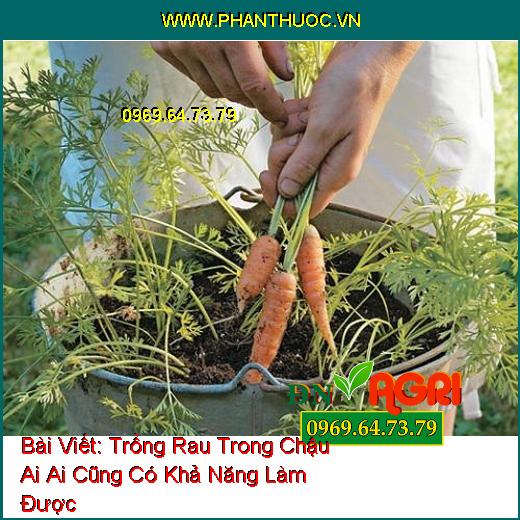 Trồng Rau Trong Chậu Ai Ai Cũng Có Khả Năng Làm Được 