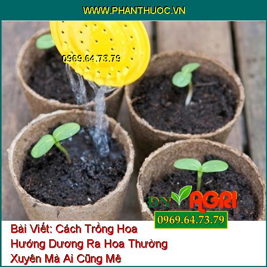 Cách Trồng Hoa Hướng Dương Ra Hoa Thường Xuyên Mà Ai Cũng Mê