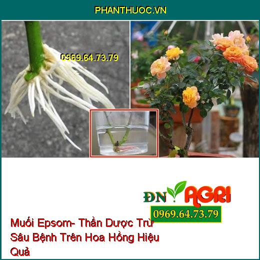 Muối Epsom- Thần Dược Trừ Sâu Bệnh Trên Hoa Hồng Hiệu Quả