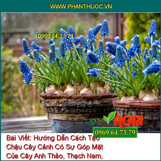 Hướng Dẫn Cách Tạo Chậu Cây Cảnh Có Sự Góp Mặt Của Cây Anh Thảo, Thạch Nam, Thông Blub