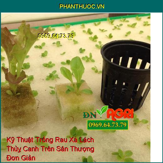 Kỹ Thuật Trồng Rau Xà Lách Thủy Canh Trên Sân Thượng Đơn Giản