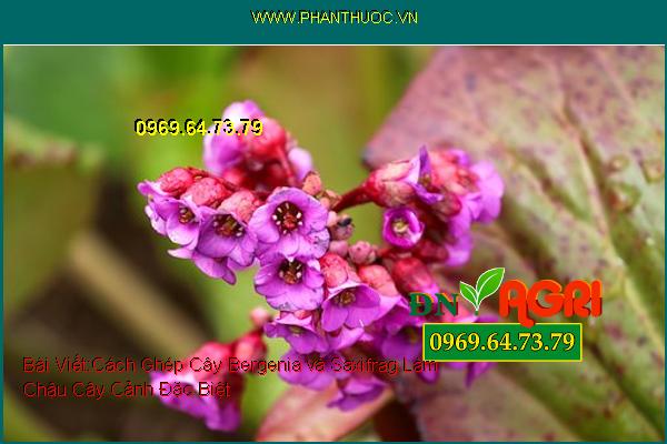 Cách Ghép Cây Bergenia và Saxifrag Làm Chậu Cây Cảnh Đặc Biệt