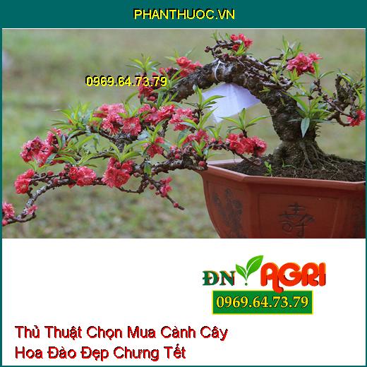 Thủ Thuật Chọn Mua Cành Cây Hoa Đào Đẹp Chưng Tết