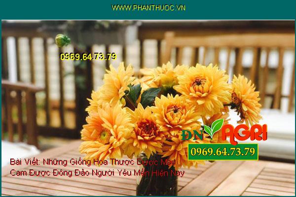 Những Giống Hoa Thược Dược Màu Cam Được Đông Đảo Người Yêu Mến Hiện Nay