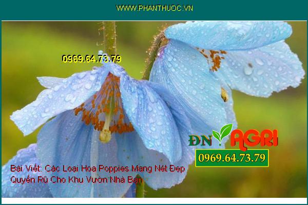 Các Loại Hoa Poppies Mang Nét Đẹp Quyến Rũ Cho Khu Vườn Nhà Bạn