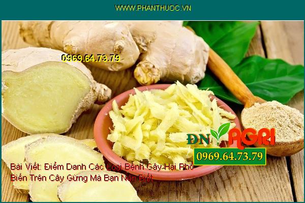 Điểm Danh Các Loại Bệnh Gây Hại Phổ Biến Trên Cây Gừng Mà Bạn Nên Biết