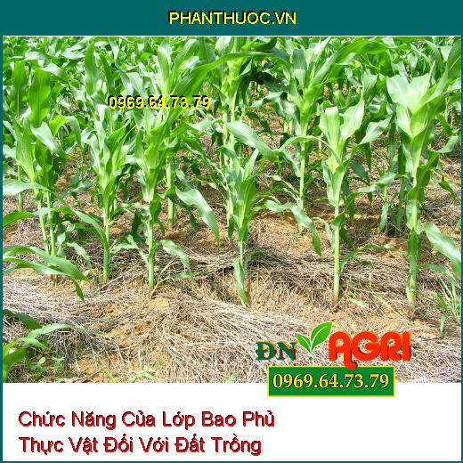 Chức Năng Của Lớp Bao Phủ Thực Vật Đối Với Đất Trồng