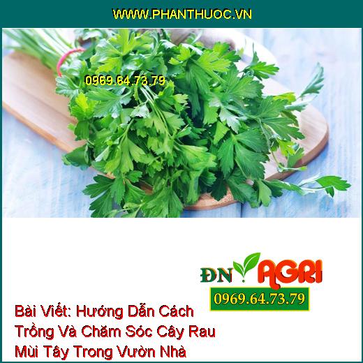 Hướng Dẫn Cách Trồng Và Chăm Sóc Cây Rau Mùi Tây Trong Vườn Nhà