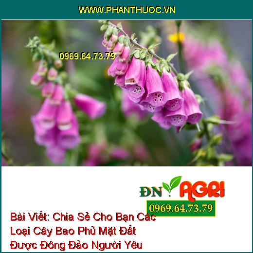 Chia Sẻ Cho Bạn Các Loại Cây Bao Phủ Mặt Đất Được Đông Đảo Người Yêu Mến