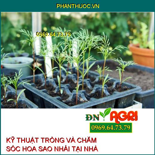 KỸ THUẬT TRỒNG VÀ CHĂM SÓC HOA SAO NHÁI TẠI NHÀ