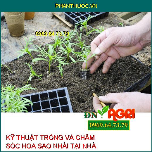 KỸ THUẬT TRỒNG VÀ CHĂM SÓC HOA SAO NHÁI TẠI NHÀ