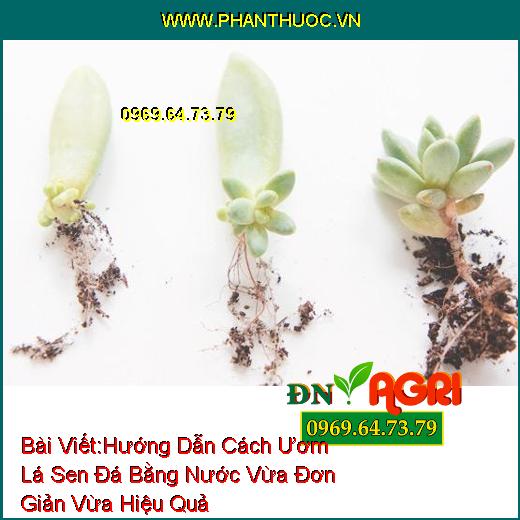 Hướng Dẫn Cách Ươm Lá Sen Đá Bằng Nước Vừa Đơn Giản Vừa Hiệu Quả