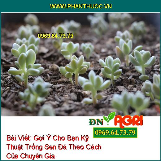 Gợi Ý Cho Bạn Kỹ Thuật Trồng Sen Đá Theo Cách Của Chuyên Gia