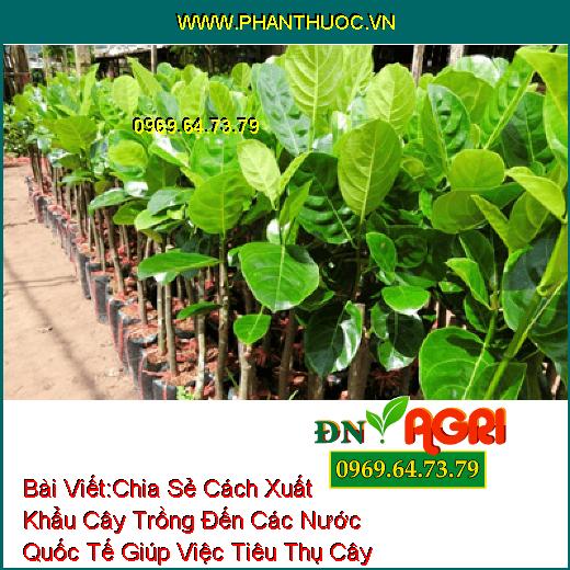 Chia Sẻ Cách Xuất Khẩu Cây Trồng Đến Các Nước Quốc Tế Giúp Việc Tiêu Thụ Cây Trong Vườn Diễn Ra Thuận Lợi