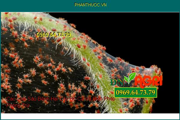 Các Loại Sâu Bệnh Hại Cây Họ Cà Và Biện Pháp Phòng Trừ
