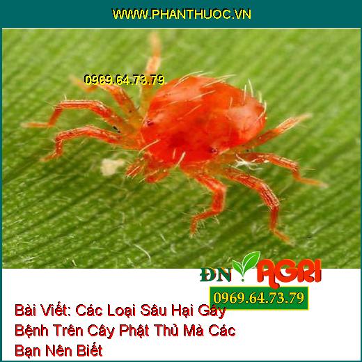 Các Loại Sâu Hại Gây Bệnh Trên Cây Phật Thủ Mà Các Bạn Nên Biết