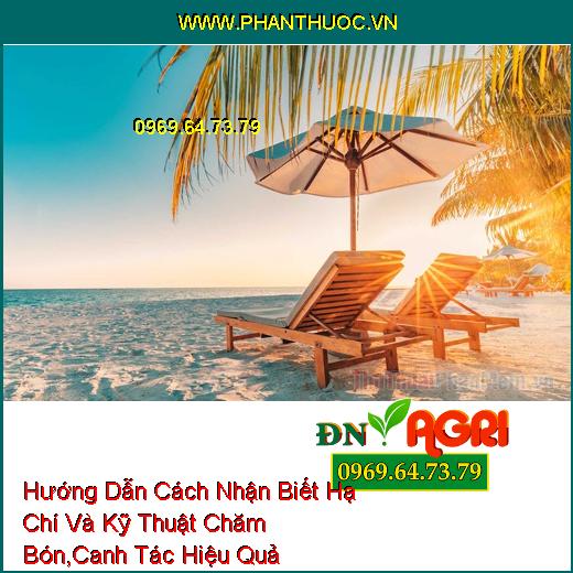 Hướng Dẫn Cách Nhận Biết Hạ Chí Và Kỹ Thuật Chăm Bón, Canh Tác Hiệu Quả 