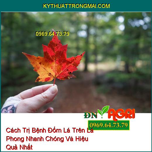 Cách Trị Bệnh Đốm Lá Trên Lá Phong Nhanh Chóng Và Hiệu Quả Nhất