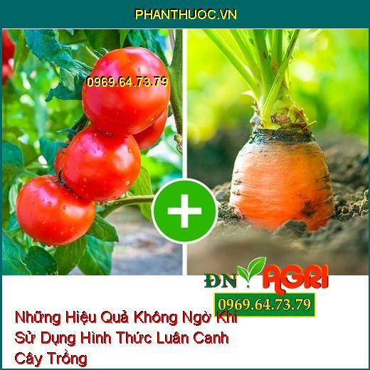 Những Hiệu Quả Không Ngờ Khi Sử Dụng Hình Thức Luân Canh Cây Trồng