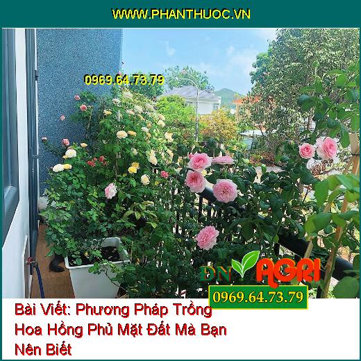 Phương Pháp Trồng Hoa Hồng Phủ Mặt Đất Mà Bạn Nên Biết