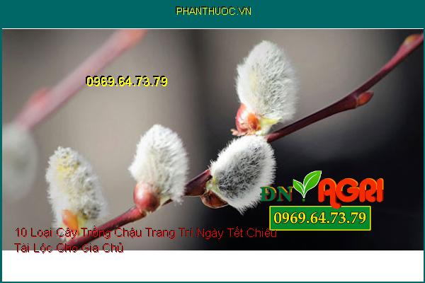 10 Loại Cây Trồng Chậu Trang Trí Ngày Tết Chiêu Tài Lộc Cho Gia Chủ