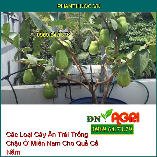 Các Loại Cây Ăn Trái Trồng Chậu Ở Miền Nam Cho Quả Cả Năm