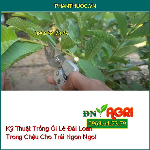 Kỹ Thuật Trồng Ổi Lê Đài Loan Trong Chậu Cho Trái Ngon Ngọt