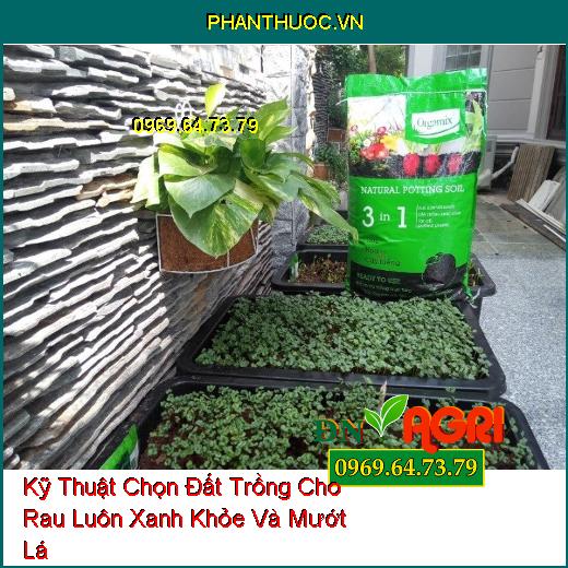 Kỹ Thuật Chọn Đất Trồng Cho Rau Luôn Xanh Khỏe Và Mướt Lá