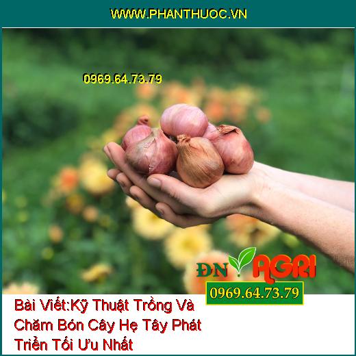 Kỹ Thuật Trồng Và Chăm Bón Cây Hẹ Tây Phát Triển Tối Ưu Nhất