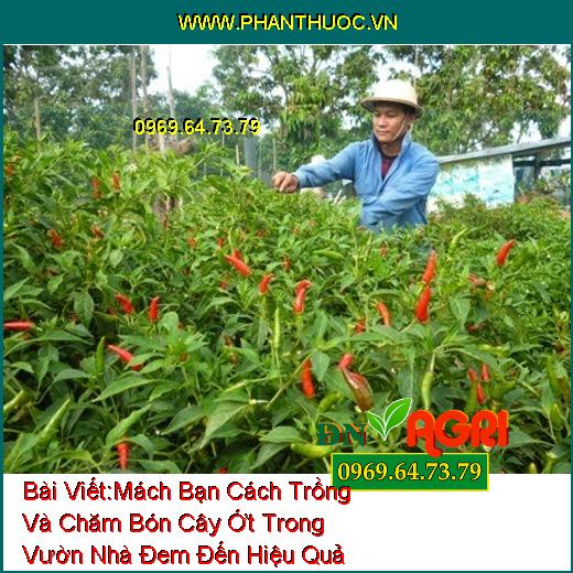 Mách Bạn Cách Trồng Và Chăm Bón Cây Ớt Trong Vườn Nhà Đem Đến Hiệu Quả Cao Mà Bạn Nên Biết