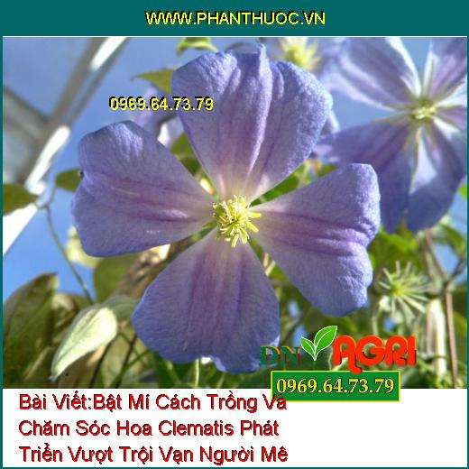 Bật Mí Cách Trồng Và Chăm Sóc Hoa Clematis Phát Triển Vượt Trội Vạn Người Mê