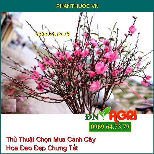 Thủ Thuật Chọn Mua Cành Cây Hoa Đào Đẹp Chưng Tết