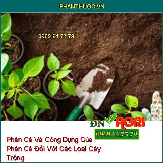 Phân Cá Và Công Dụng Của Phân Cá Đối Với Các Loại Cây Trồng