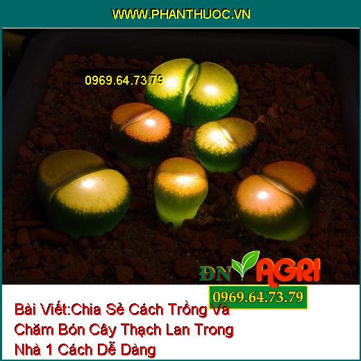 Chia Sẻ Cách Trồng Và Chăm Bón Cây Thạch Lan Trong Nhà 1 Cách Dễ Dàng