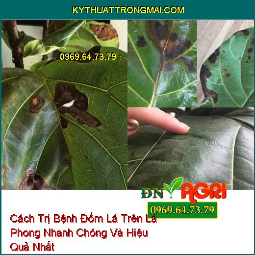 Cách Trị Bệnh Đốm Lá Trên Lá Phong Nhanh Chóng Và Hiệu Quả Nhất