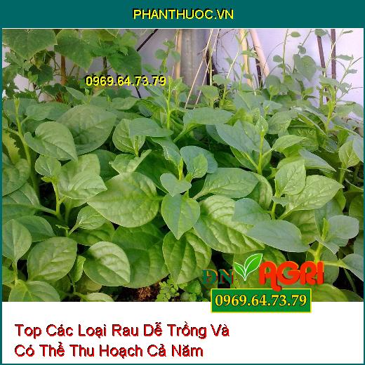 Top Các Loại Rau Dễ Trồng Và Có Thể Thu Hoạch Cả Năm