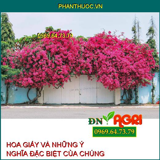 HOA GIẤY VÀ NHỮNG Ý NGHĨA ĐẶC BIỆT CỦA CHÚNG