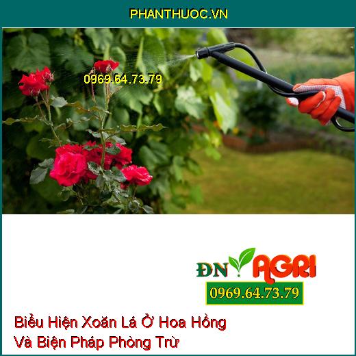 Biểu Hiện Xoăn Lá Ở Hoa Hồng Và Biện Pháp Phòng Trừ