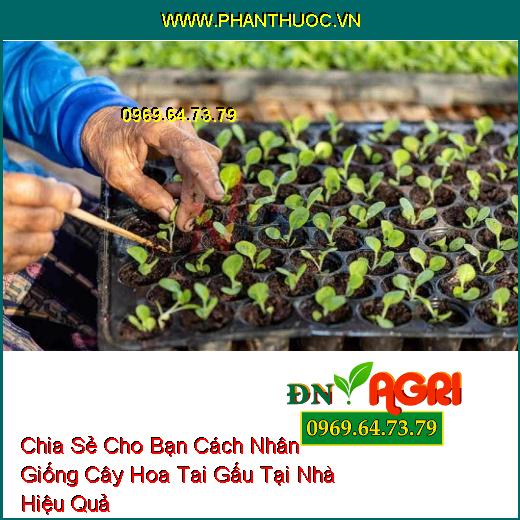 Chia Sẻ Cho Bạn Cách Nhân Giống Cây Hoa Tai Gấu Tại Nhà Hiệu Quả