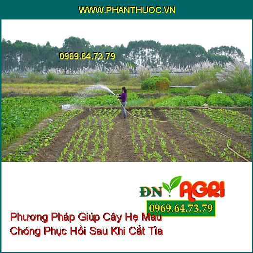 Phương Pháp Giúp Cây Hẹ Mau Chóng Phục Hồi Sau Khi Cắt Tỉa